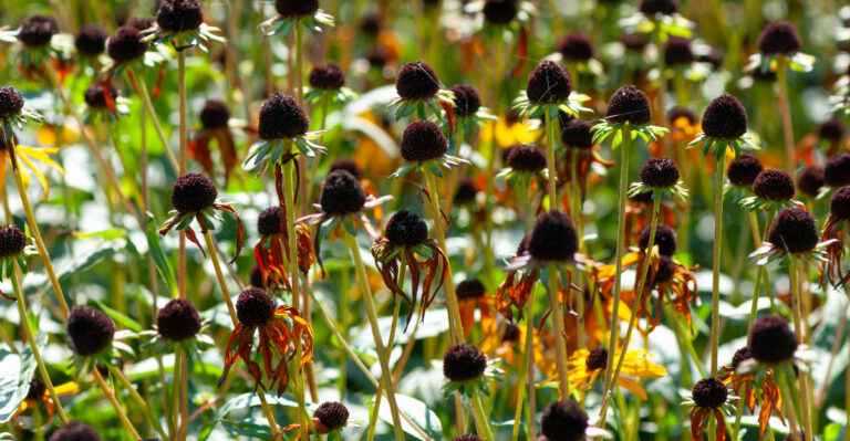 flower seed heads