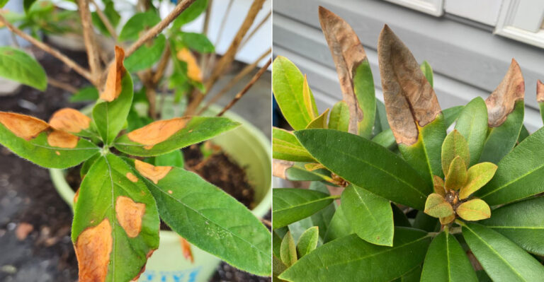 Oregon Plants That Get Damaged By Epsom Salt That Most Gardeners Keep Adding Every Single Season