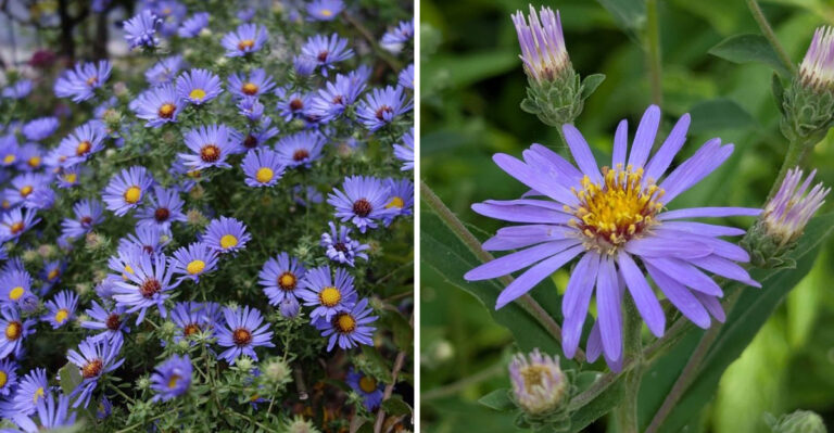 This Missouri Glade Bloomer Refuses To Stop Flowering Into Fall