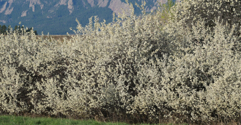 American Plum