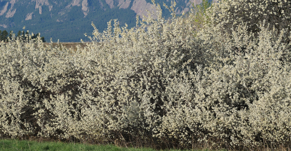 American Plum