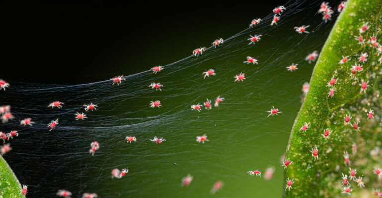 8 Signs Spider Mites Are Taking Over Your Arizona Garden In August