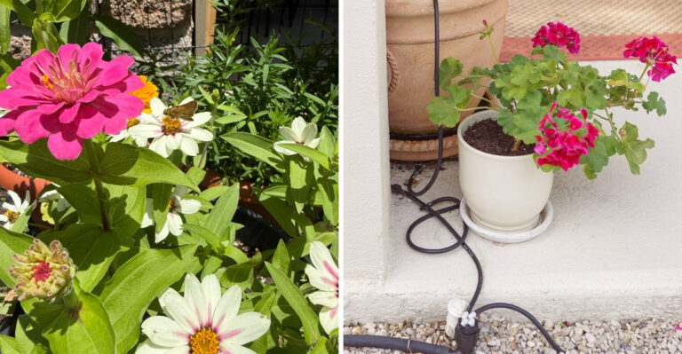 How To Keep Florida Container Plants Alive Through A Week Of 95-Degree Heat