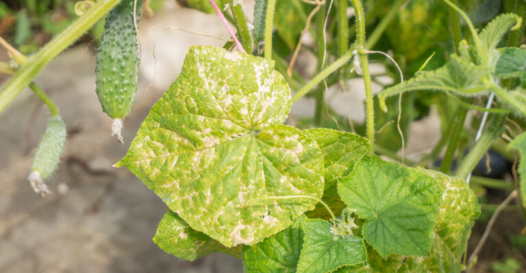 A Fast-Spreading Cucumber Disease Is Affecting Illinois Gardens This Summer