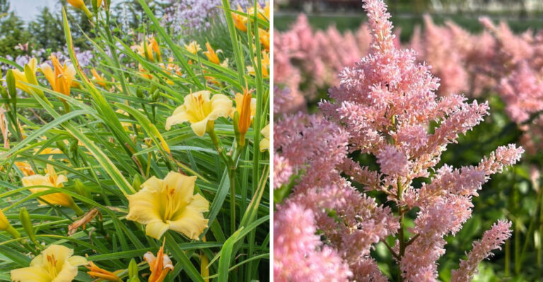 daylily and astilbe