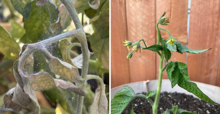 What It Really Means When You Find Fine Webbing On Oregon Tomato Plants