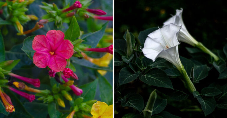 8 Nighttime-Flowering Container Plants To Brighten Your Nevada Patio