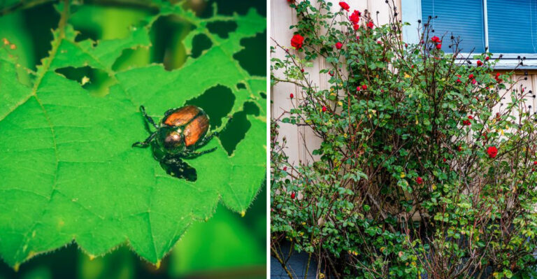 What Virginia Gardeners Should Prune After Japanese Beetle Damage