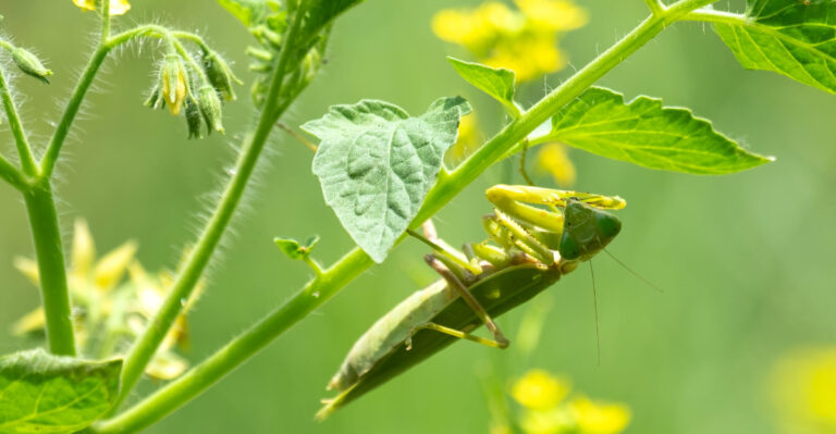 When A Praying Mantis Appears On Your Ohio Tomatoes, It’s No Coincidence