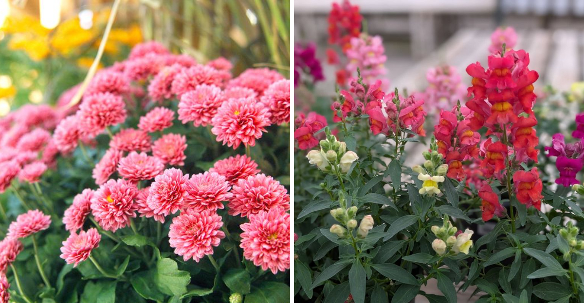 mums and snapdragons