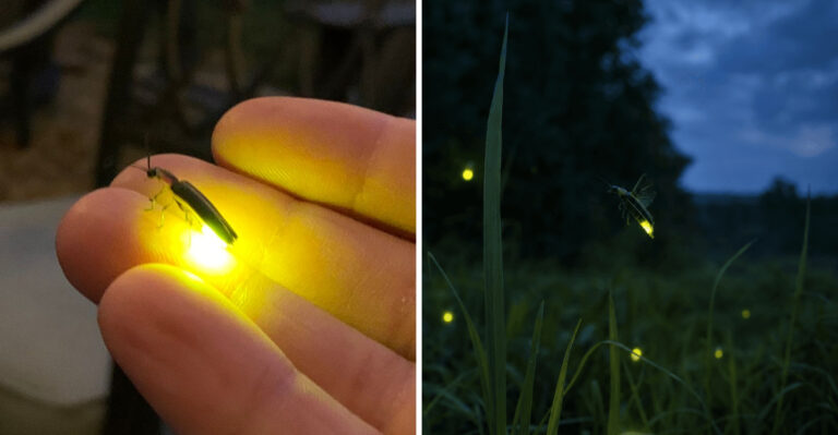 What It Means When Fireflies Disappear From Your Pennsylvania Yard In Late Summer