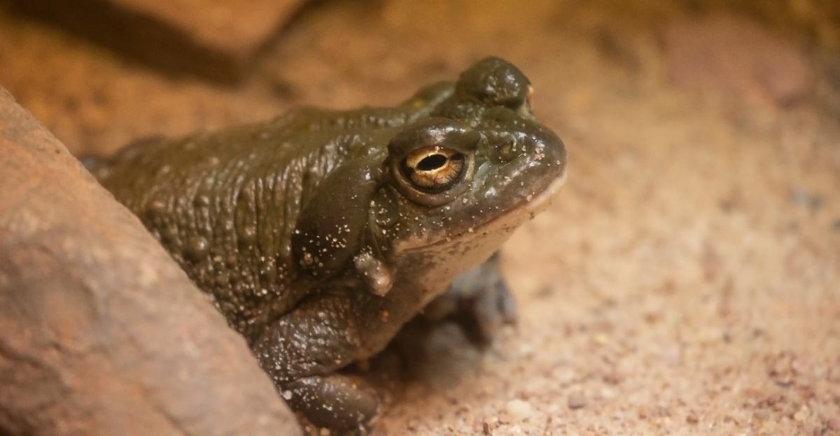 toad (featured image)