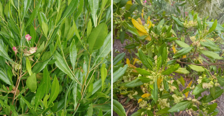 Arizona Homeowners Are Using Hopseed Bush To Block West Facing Heat