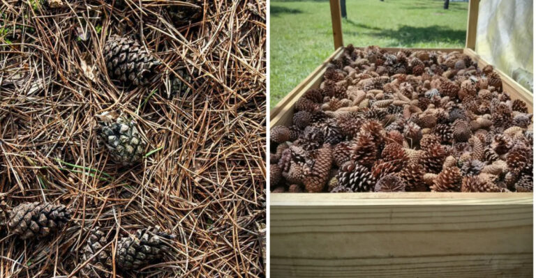 Why Michigan Gardeners Are Burying Pine Cones In Their Soil This Summer
