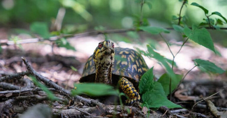 Box turtle