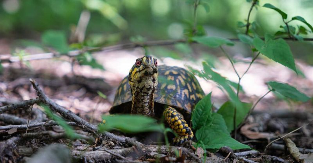 Box turtle