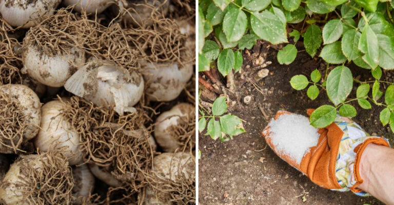 Simple Scent Repellents That Actually Keep Raccoons Away