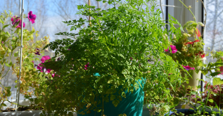 chervil on window