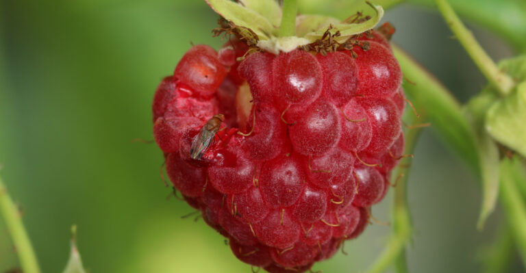 This Tiny Fly Could Be Ruining Oregon Berries From The Inside