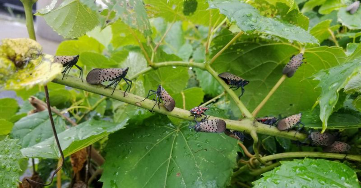 spotted lanternfly on grapevine