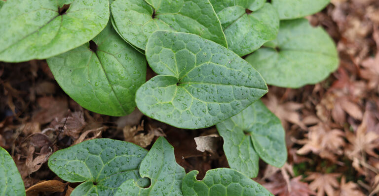wild ginger