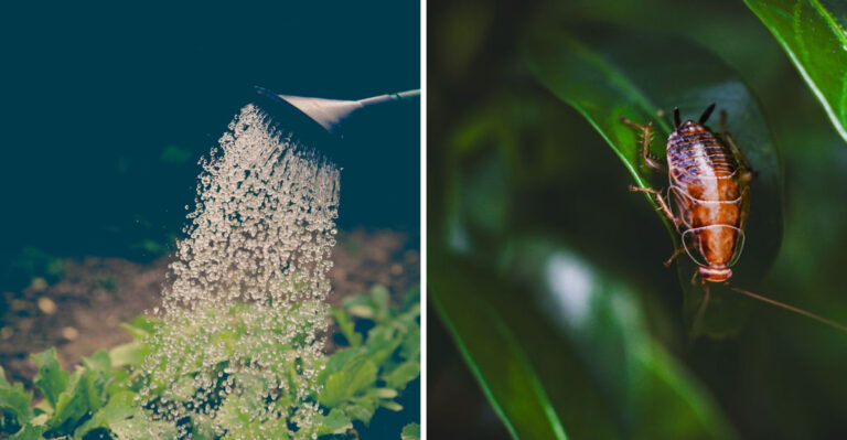This Watering Mistake Could Be Attracting More Cockroaches To Your Louisiana Yard