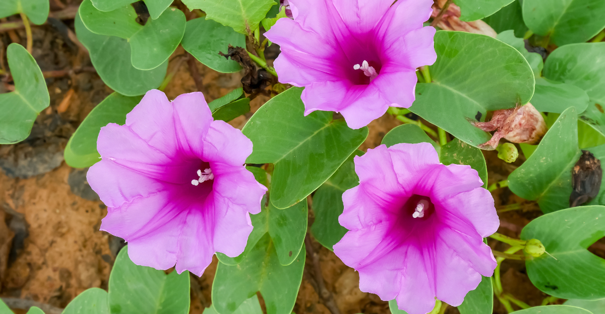 railroad vine