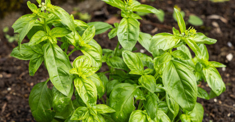 Why California Basil Turns Bitter In Late Summer And What To Do Before Fall