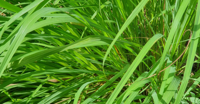 lemongrass