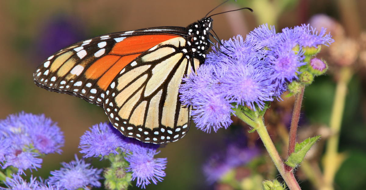 monarch on blue mistflower