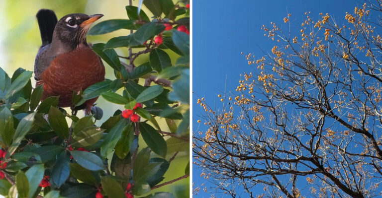 These Native Texas Trees Feed Songbirds All Winter Long