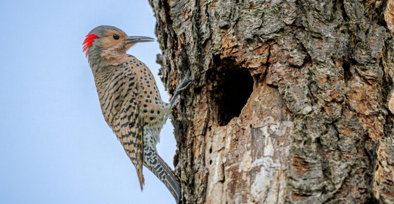 Why Northern Flickers Keep Hammering On Oregon Homes And Trees