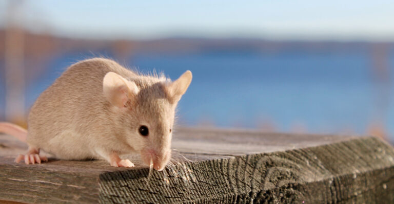 Iowa Mice Move Toward Houses The Moment The Corn Comes Down