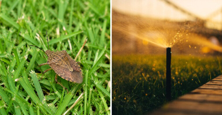 What Cooling Nights Mean For Brown Patch And Chinch Bug Risk In Arkansas Lawns