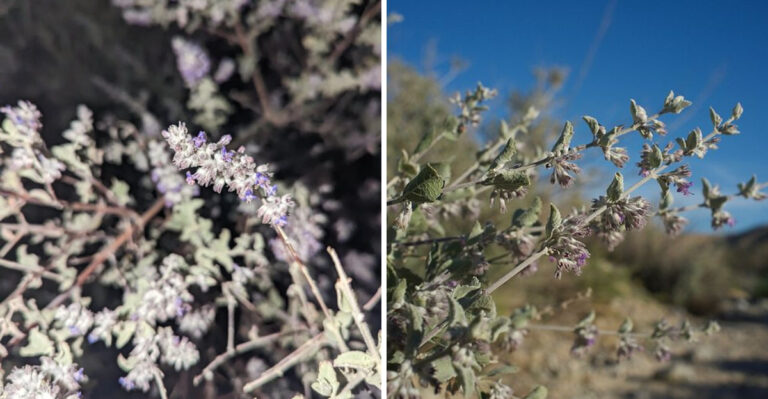 Why Arizona Homeowners Are Planting Desert Lavender Instead Of Rosemary By The Front Door