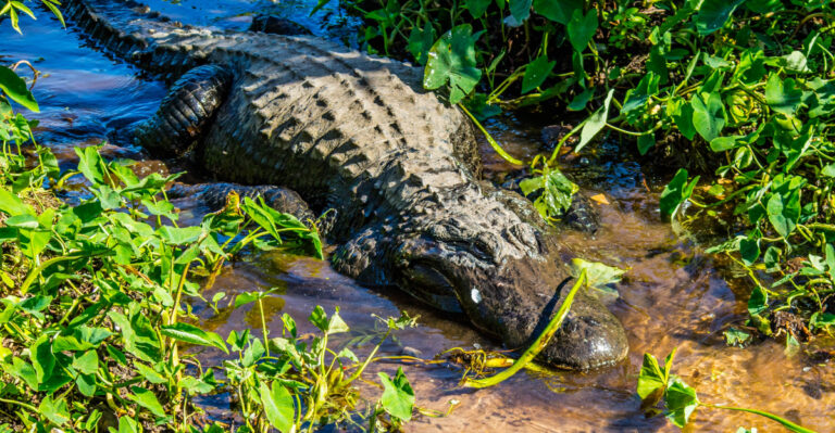 alligator