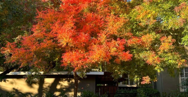 The Shade Tree Some California Neighborhoods Are Quietly Adding For Natural Cooling