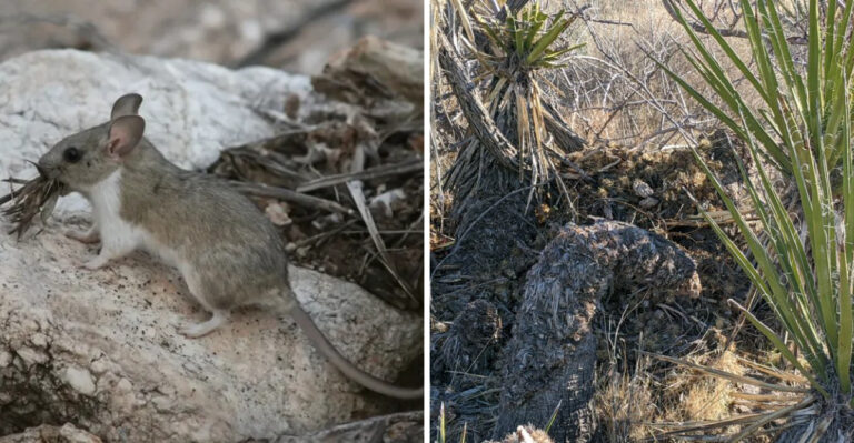 That Strange Pile Of Sticks In Your Arizona Yard Could Mean Packrats