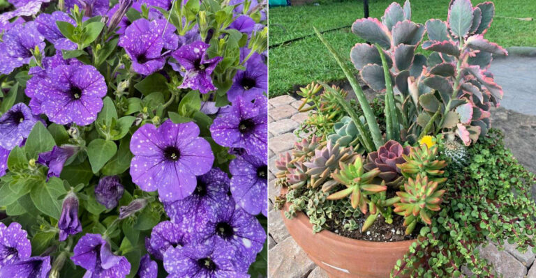 The Best Oregon Patio Plants For Homes That Get Harsh Afternoon Sun