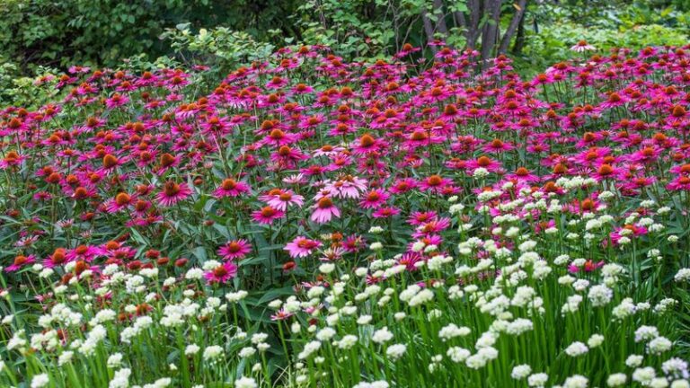 The Native North Carolina Flowers That Bloom Straight Through The Worst Of Summer Heat And Humidity
