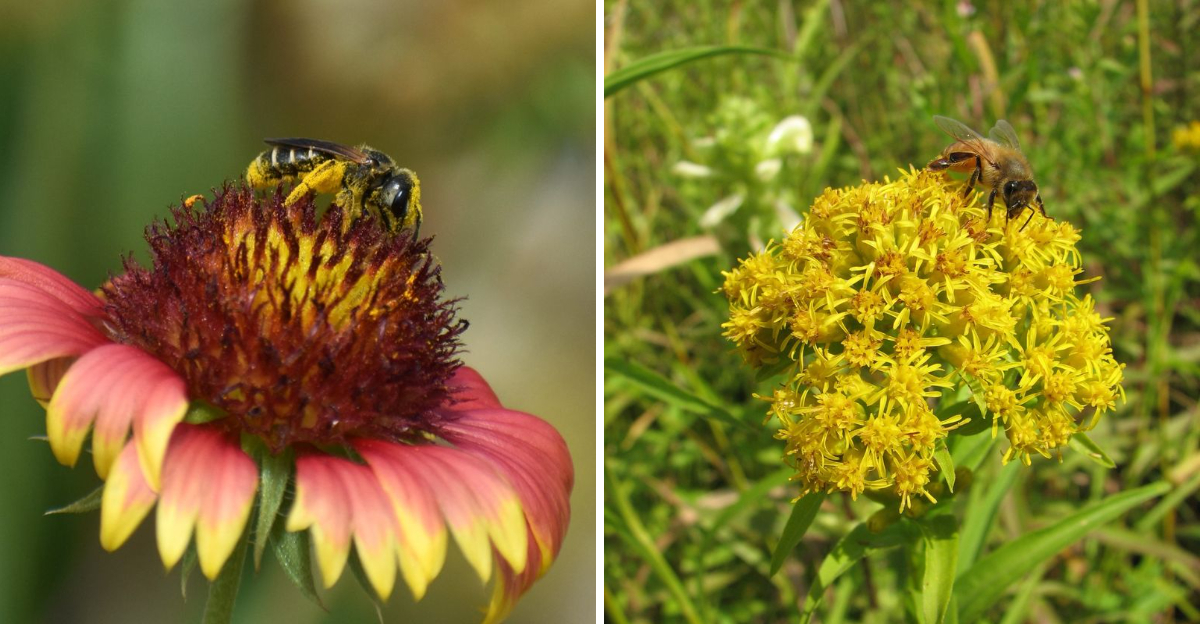 indian blanket and goldenrod