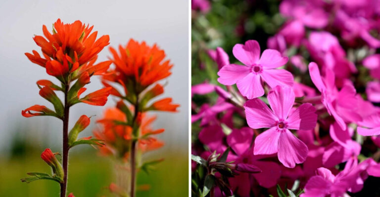 7 Flower Seeds To Sow Before August Ends For A Colorful Texas Spring