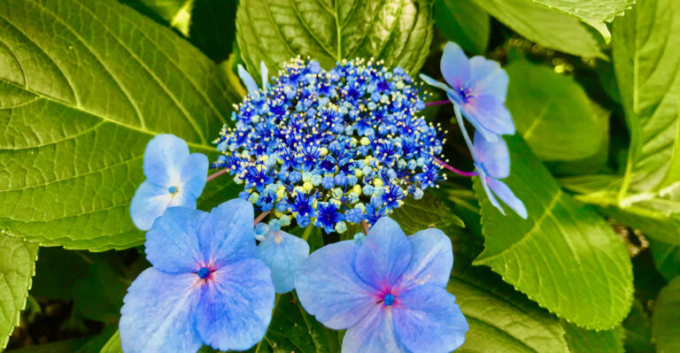 Finish Pruning These Oregon Shrubs Before Fall Or You Could Cut Off Next Year’s Blooms
