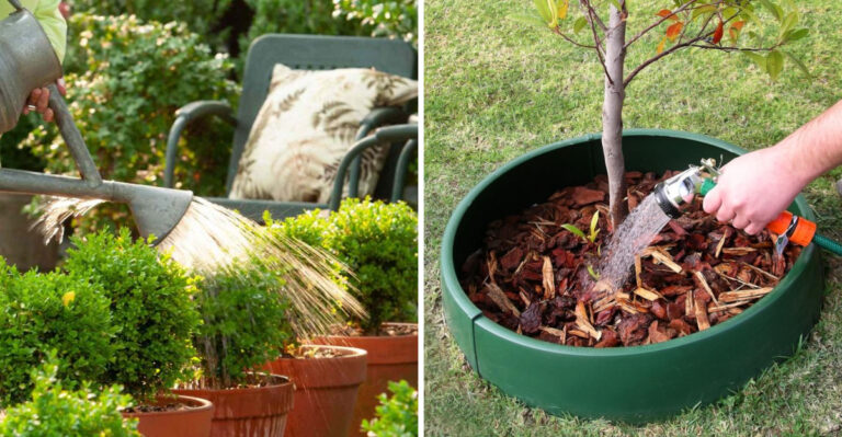 What Oregon Gardeners Should Still Be Watering Deeply In September