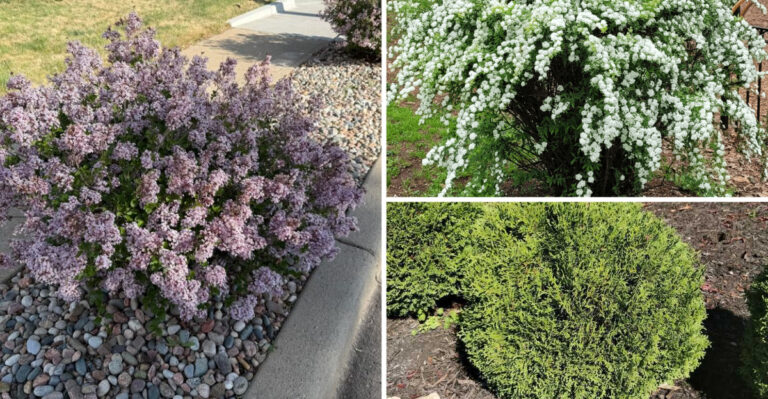 The Set-And-Forget Shrubs Replacing Boxwoods In Minnesota Front Yards