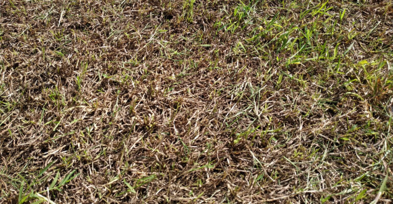What It Means When Your Pennsylvania Lawn Stops Growing In August Heat
