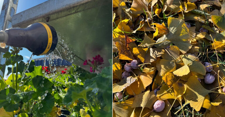What Oregon Gardeners Should Stop Doing Once September Arrives