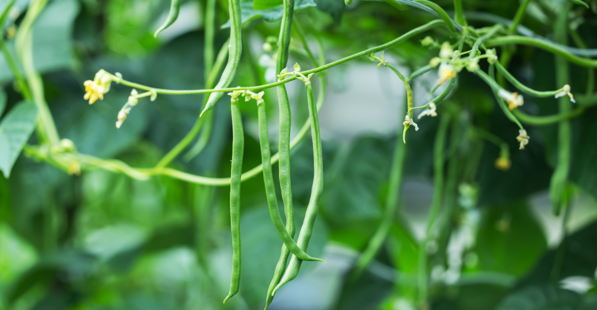 southern pea