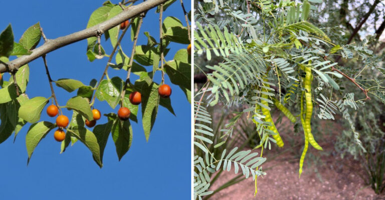 These Are The Arizona Native Trees That Cool A Yard Without The Mess