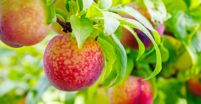 The August Summer Pruning Window For Oregon Stone Fruit That Most Gardeners Don’t Know Exists